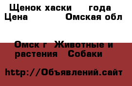 Щенок хаски 1,5 года › Цена ­ 5 000 - Омская обл., Омск г. Животные и растения » Собаки   